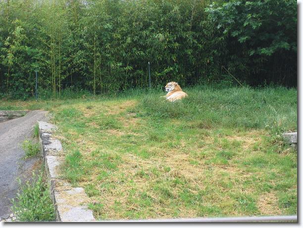 Diapositiva siguiente